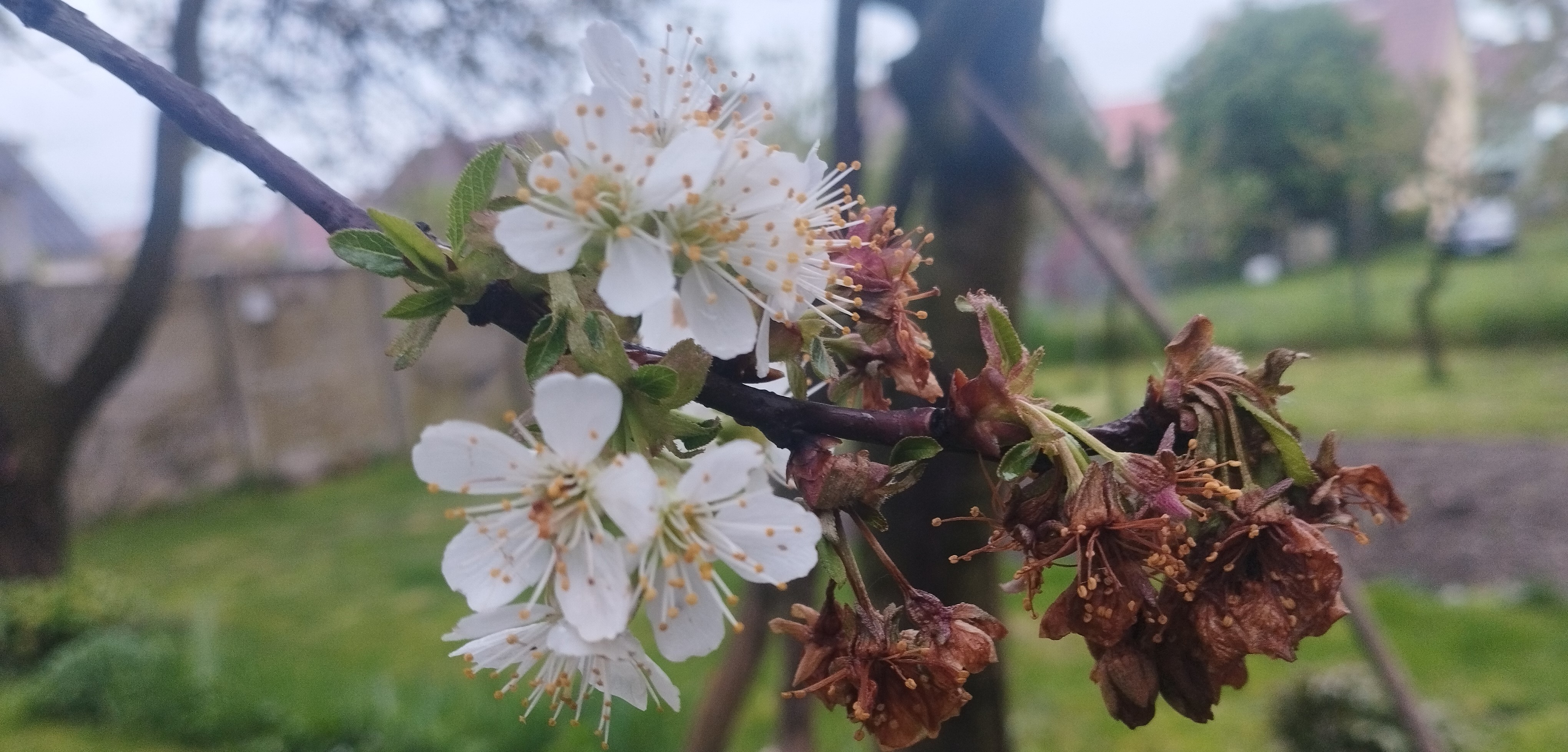 Növényvédelmi teendők – 2023. április 4. hét